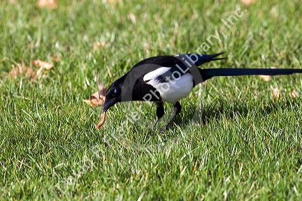 Magpie eating a worm.