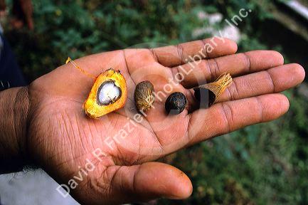 A dissected palm oil fruit nut.
