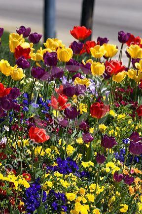 A flower bed full of tulips and pansies.