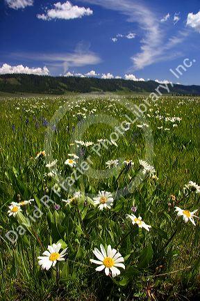 Wild daisies in a mountain meadow near Cascade, Idaho.