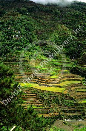 Banaue rice terraces in the Philippines.