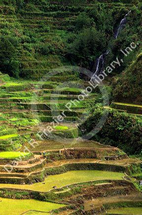 Banaue rice terraces in the Philippines.