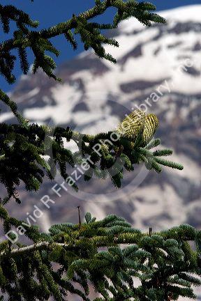 Pine cones hang from a Pacific Silver Fir tree, found only at high altitudes. Mt. Rainier National Park, Washington.