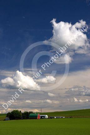 Eastern washington pea farm with rolling hills and clouds.