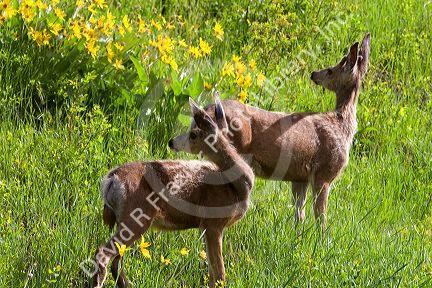 Mule deer stand in a meadow of wildflowers in Idaho.