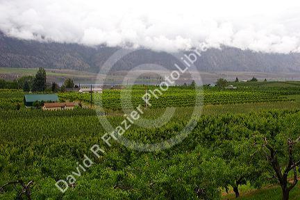 Orchards and low clouds in the Okanagan Valley south of Kelowna, British Columbia, Canada.