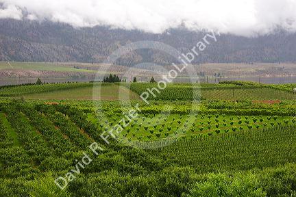 Orchards and low clouds in the Okanagan Valley south of Kelowna, British Columbia, Canada.