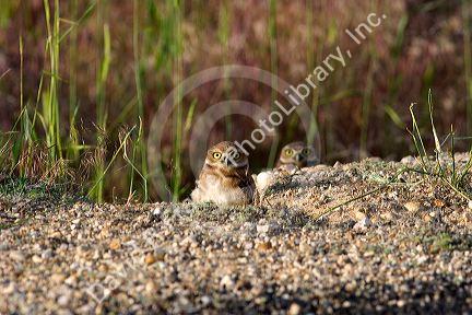 Burrowing owls peaking out of there homes in the ground in Idaho.