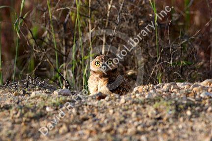 Burrowing owls peaking out of there homes in the ground in Idaho.