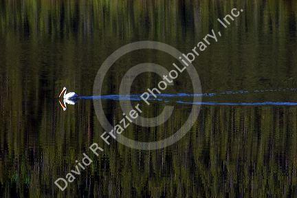 Pelican on the Snake River in Teton National Park, Wyoming.