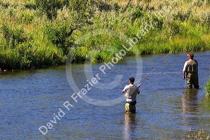 Fly fishing near Jackson Hole, Wyoming.