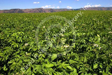 Potato field in bloom near Idaho Falls, Idaho.