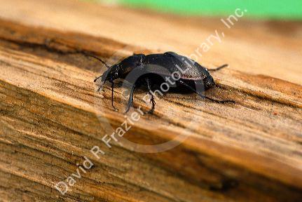 Pantomorus godmani beetle.