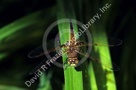Dragonfly.