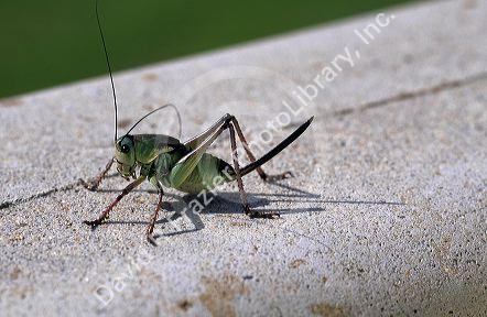Female Mormon cricket in Idaho.  Sharp ovapositer seen at rear.