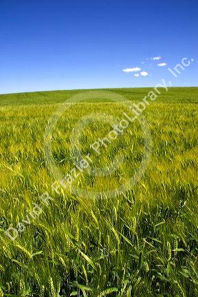 Barley field near Idaho Falls, Idaho.