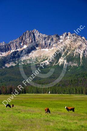 Cattle graze in the Stanley Basin, Idaho.