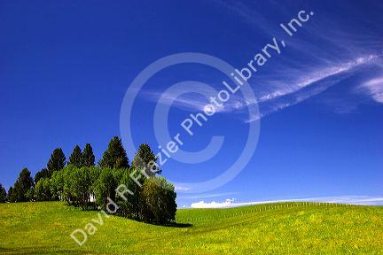 Pasture, blue sky  and hillside near Cascade, Idaho.