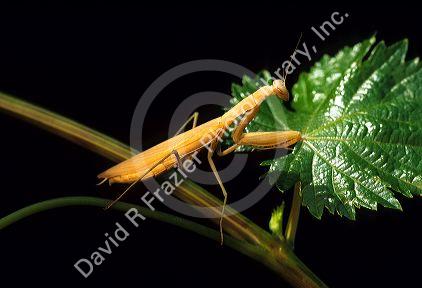Praying mantis.