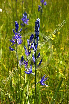 Camas lilies near Cascade, Idaho.