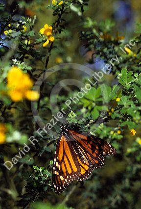 Monarch butterfly.