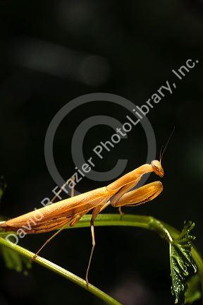 Praying mantis.