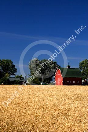 A farm near Burley, Idaho with wheat field and red barn.