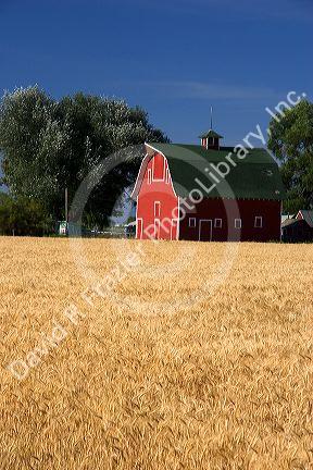 A farm near Burley, Idaho with wheat field and red barn.
