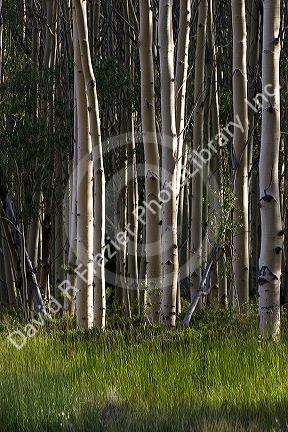 A grove of aspen trees in the Flaming Gorge National Recreation Area, Utah.