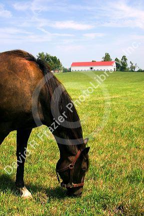 Horse grazes on a farm near Lexington, Kentucky.