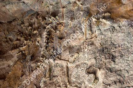 Fossil bone quarry at the Dinosaur National Monument at Vernal, Utah.