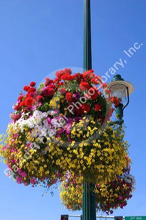 Flower basket hanging from lamp post in Sequim, Washington.