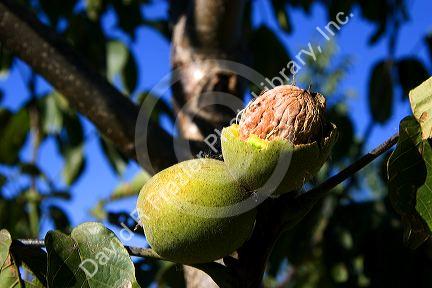 A walnut growing in it's green fleshy skin hangs from the tree in Glenn, California.