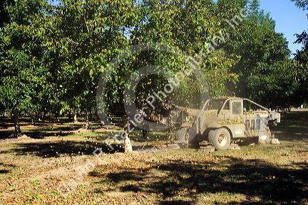 A tree shaker harvesting walnuts in Glenn, California.