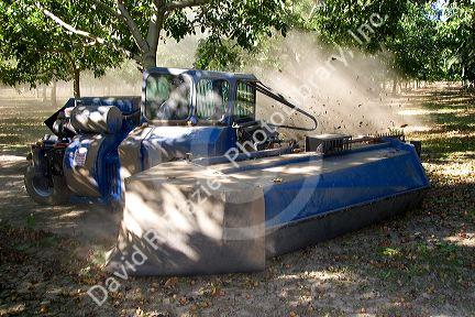 A windrow machine sweeps fallen walnuts into rows at harvest time in Glenn, California.