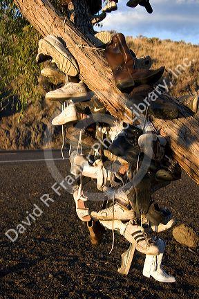 A tree covered in shoes near Juntura, Oregon.
