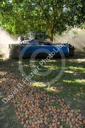 A windrow machine sweeps fallen walnuts into rows at harvest time in Glenn, California.