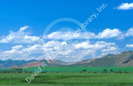 Pasture land with irrigation in Blaine County, Idaho.