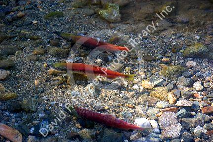 Spawning Kokanee salmon swim in a stream near Lake Tahoe in the Sierra Nevada Mountains, California. Kokanee salmon are a landlocked species of the Sockeye salmon.  The gravel nests on the stream bed are called redds.