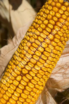 Close up image of the kernels on an ear of corn.