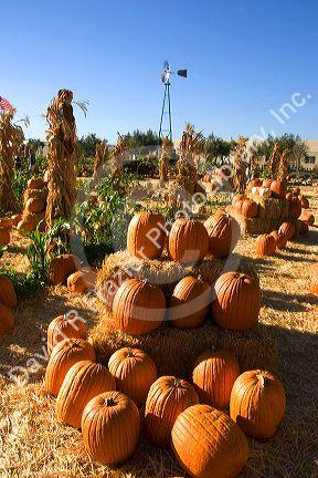 A farm selling pumpkins near San Rafael, California.