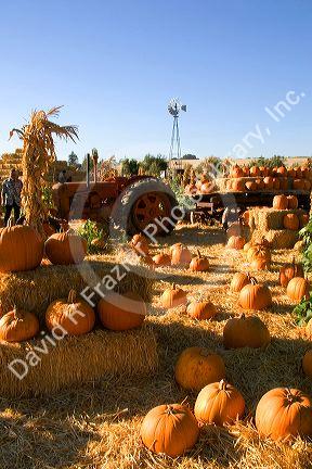A farm selling pumpkins near San Rafael, California.