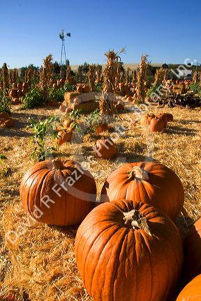 A farm selling pumpkins near San Rafael, California.