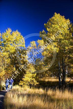 People walk on a trail with aspen trees changing color in autumn near Lake Tahoe in the California Sierra Mountains.