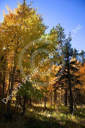 Aspens changing color in autumn near Lake Tahoe in the California Sierra Mountains.