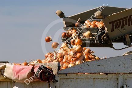Onion harvest in Canyon County, Idaho.