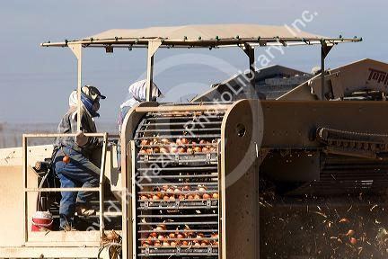 Onion harvest in Canyon County, Idaho.