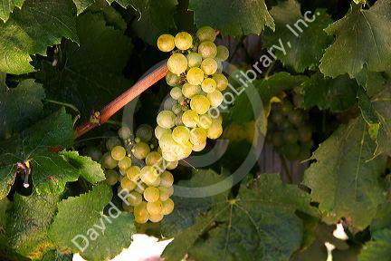 Grapes hang from the vine in Canyon County, Idaho.