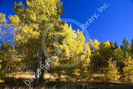 Aspens changing color in autumn near Lake Tahoe in the California Sierra Mountains.