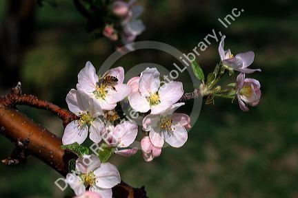 A honey bee on apple blossoms.